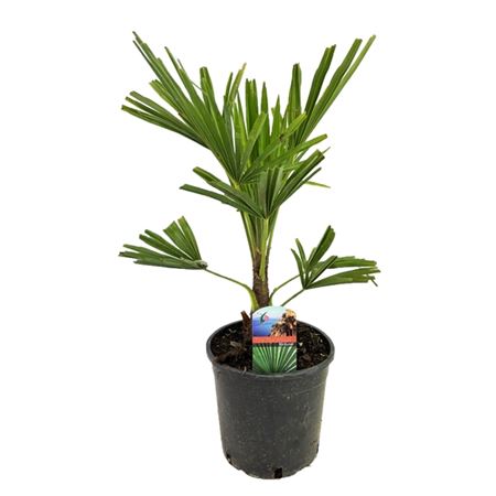 Trachycarpus Fortunei