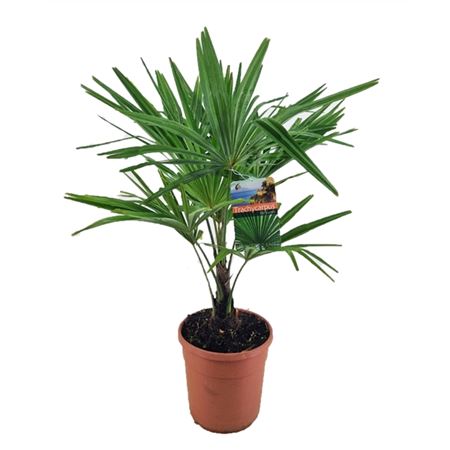 Trachycarpus Fortunei