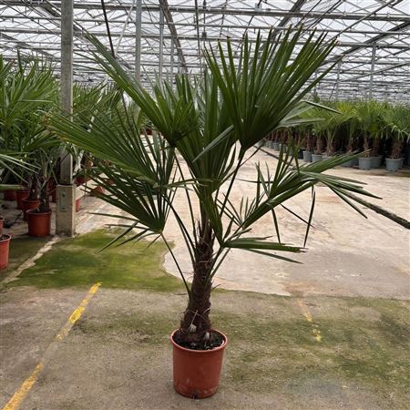 Trachycarpus Fortunei
