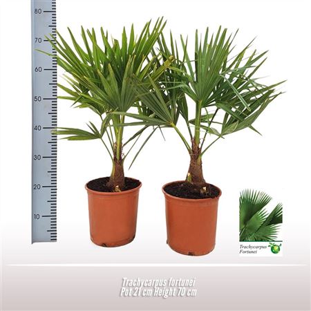 Trachycarpus Fortunei