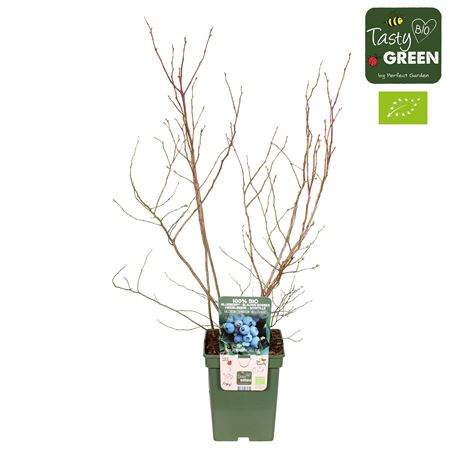 Vaccinium Cor Brigitta Blue Bio