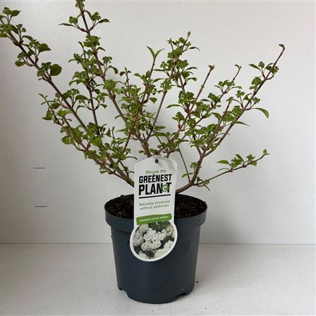 Viburnum Plic Newport