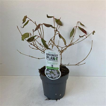 Viburnum Plic Watanabe