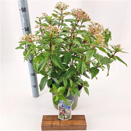 Viburnum Tinus Eve Price