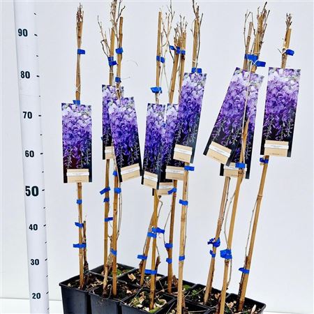 Wisteria Sin Prolific