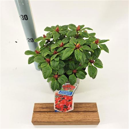 Rhododendron Forrestii Scarlet Wonder