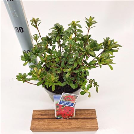Rhododendron (aj) Geisha Red