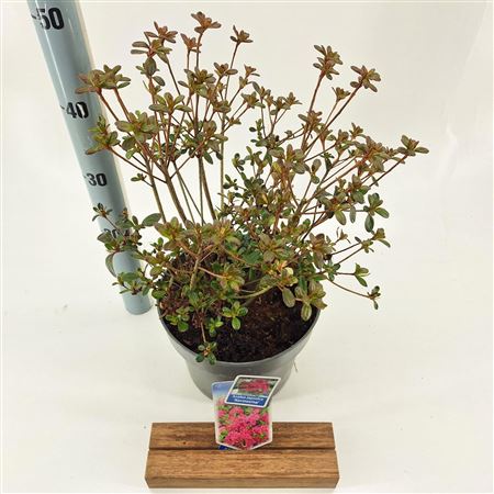 Rhododendron (aj) Kermesina
