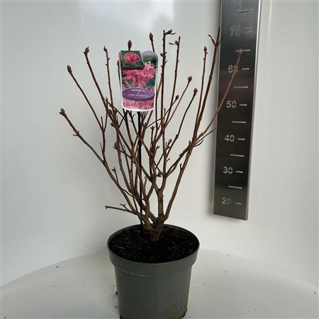 Rhodo (ak) Golden Eagle