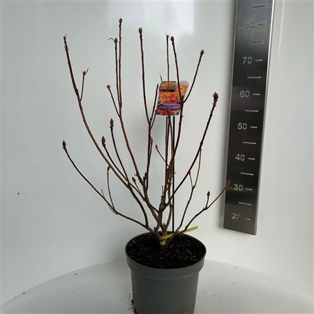 Rhodo Hortulanus H White