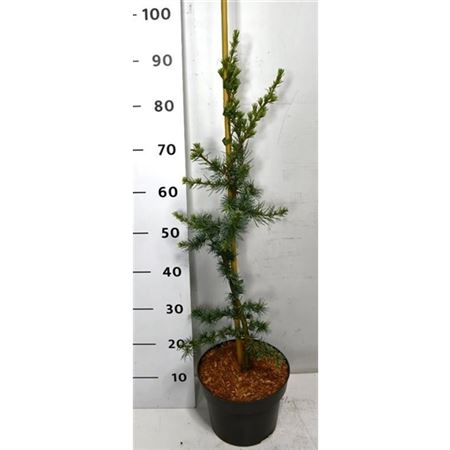 Cedrus Lib Glauca