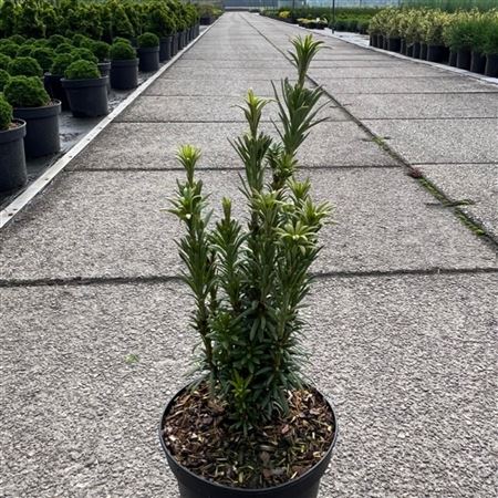 Cephalotaxus Harr Taranto