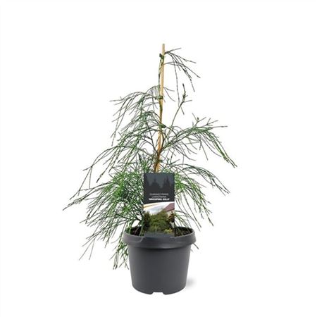 Chamaecyparis Laws Drooping Solo