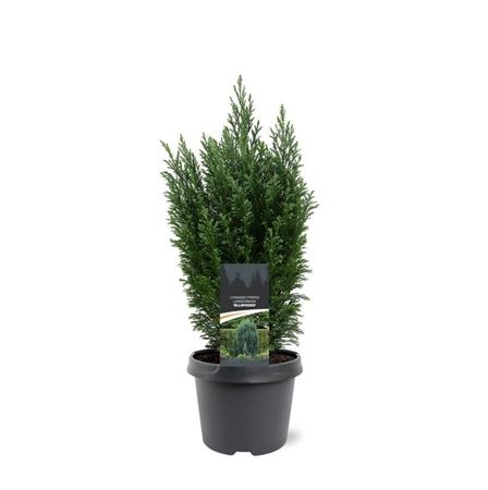 Chamaecyparis Laws Ellwoodii