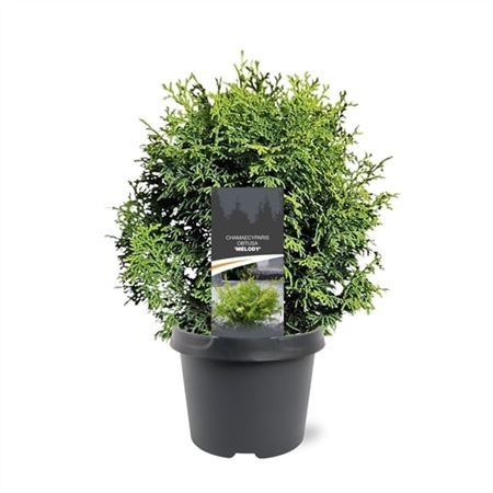 Chamaecyparis Obt Melody