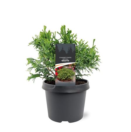 Chamaecyparis Obt Brigitte