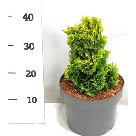 Chamaecyparis Obt Aurora