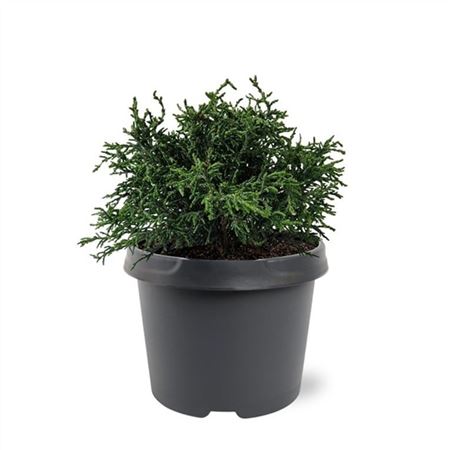 Chamaecyparis Obt Lycopodioides