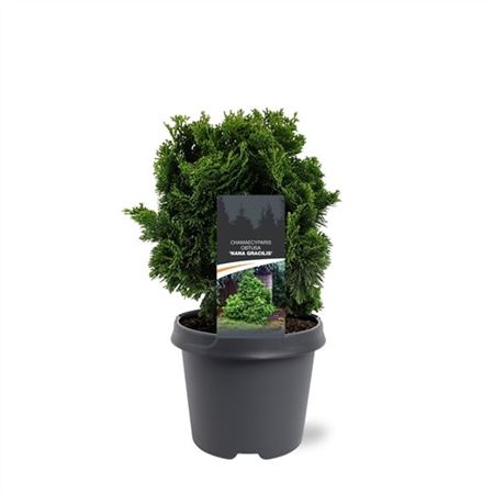 Chamaecyparis Obt Nana Gracilis