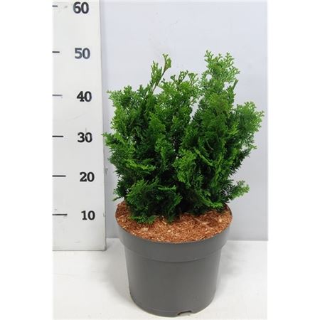 Chamaecyparis Obt Nana Gracilis