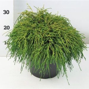 Chamaecyparis Pis Filifera Nana