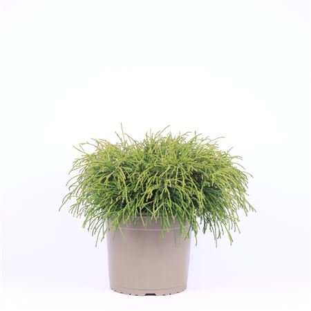 Chamaecyparis Pis Filifera Nana