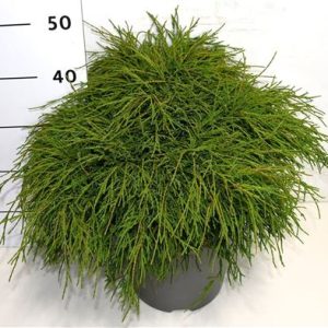 Chamaecyparis Pis Filifera Nana