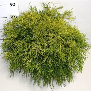 Chamaecyparis Pis Sungold