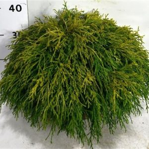 Chamaecyparis Pis Sungold