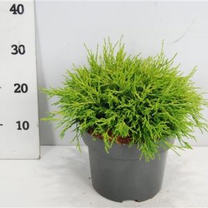 Chamaecyparis Pis Sungold