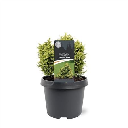 Cryptomeria Jap Twinkle Toes