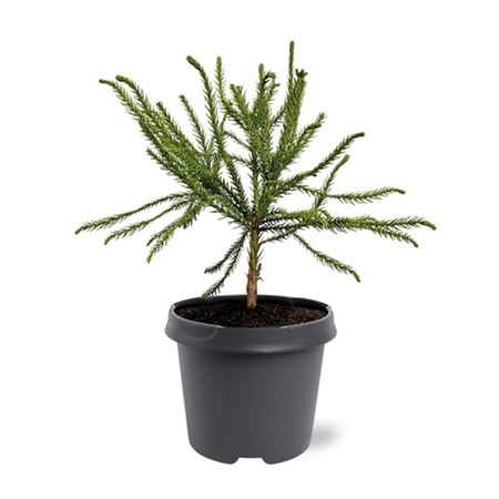 Cryptomeria Jap Dacrydioides