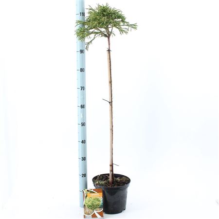 Cryptomeria Jap Little Champion On Stem
