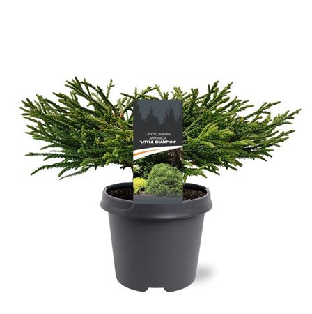 Cryptomeria Jap Little Champion