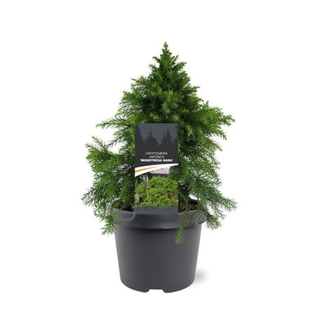 Cryptomeria Jap Monstrosa Nana