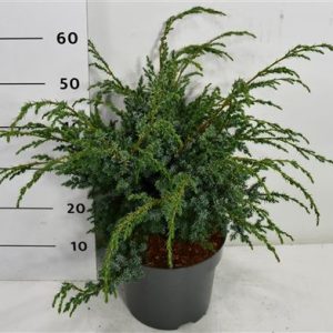 Juniperus Chin Blue Alps