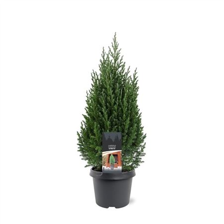 Juniperus Chin Stricta