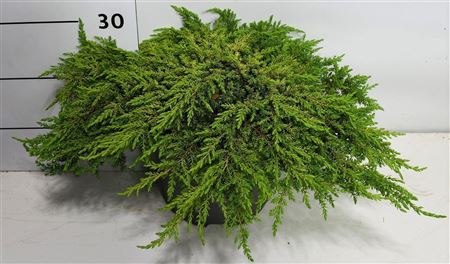 Juniperus Comm Lemon Carpet