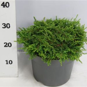 Juniperus Comm Green Carpet