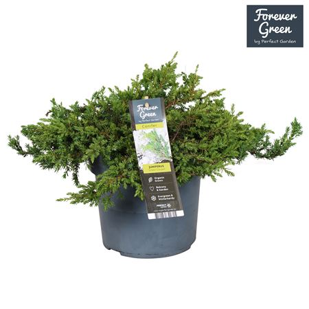 Juniperus Comm Green Carpet