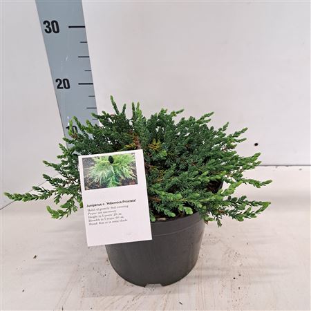 Juniperus Comm Hibernica Prostrata