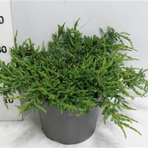 Juniperus Comm Repanda