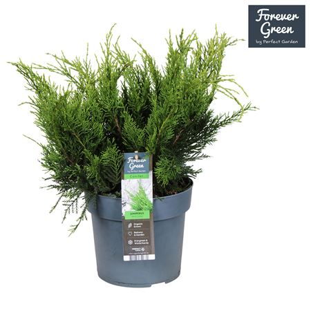 Juniperus Pfitz Mint Julep