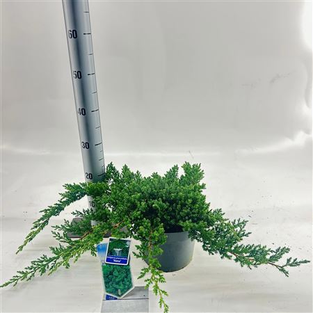 Juniperus Proc Nana