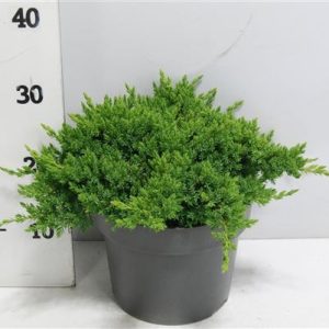 Juniperus Proc Nana