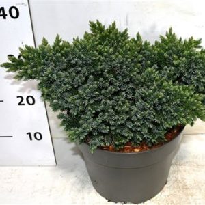 Juniperus Squa Blue Star
