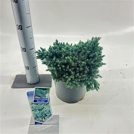 Juniperus Squa Blue Star