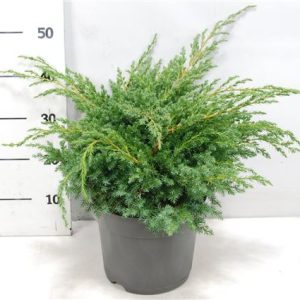 Juniperus Squa Blue Swede