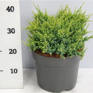 Juniperus Squa Holger