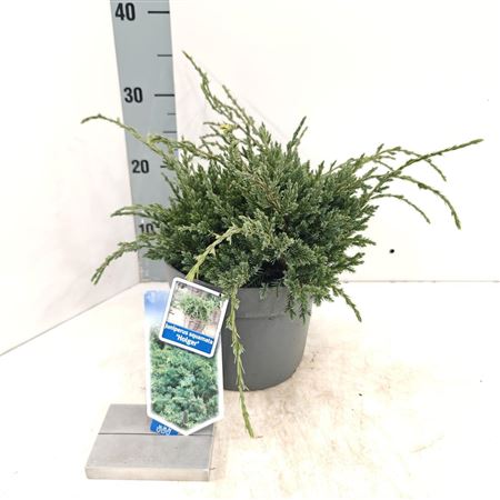 Juniperus Squa Holger